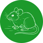 הדברת מכרסמים