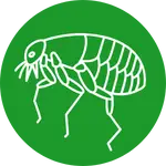 הדברת פרעושים