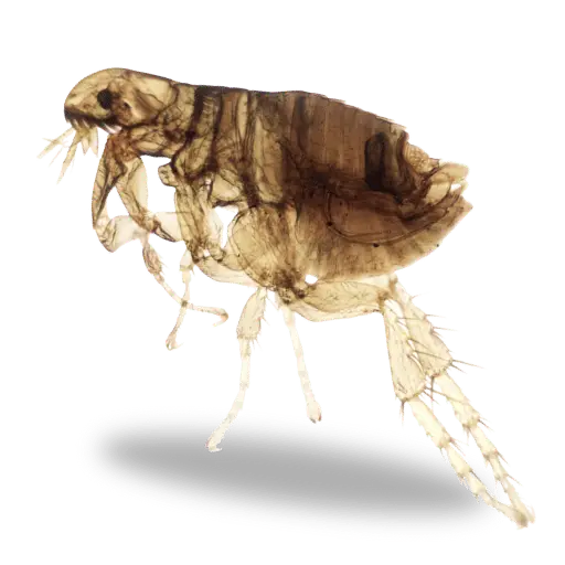 טיפול בפרעושים