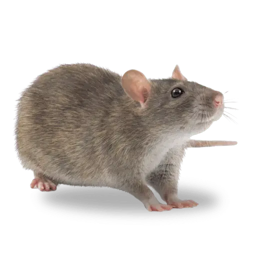 לכידת מכרסמים